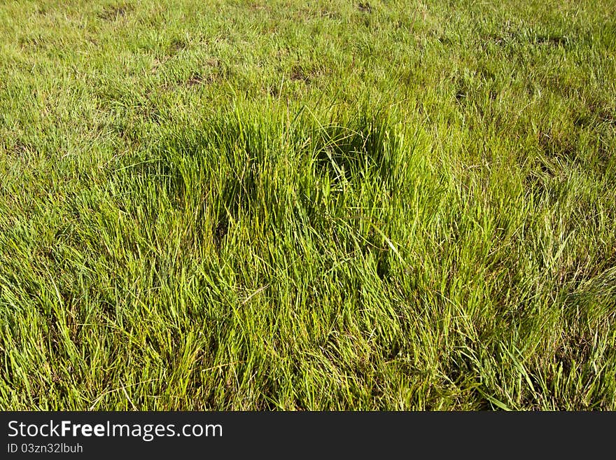 Closeup of weeds