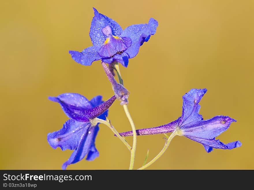 Wild flowers