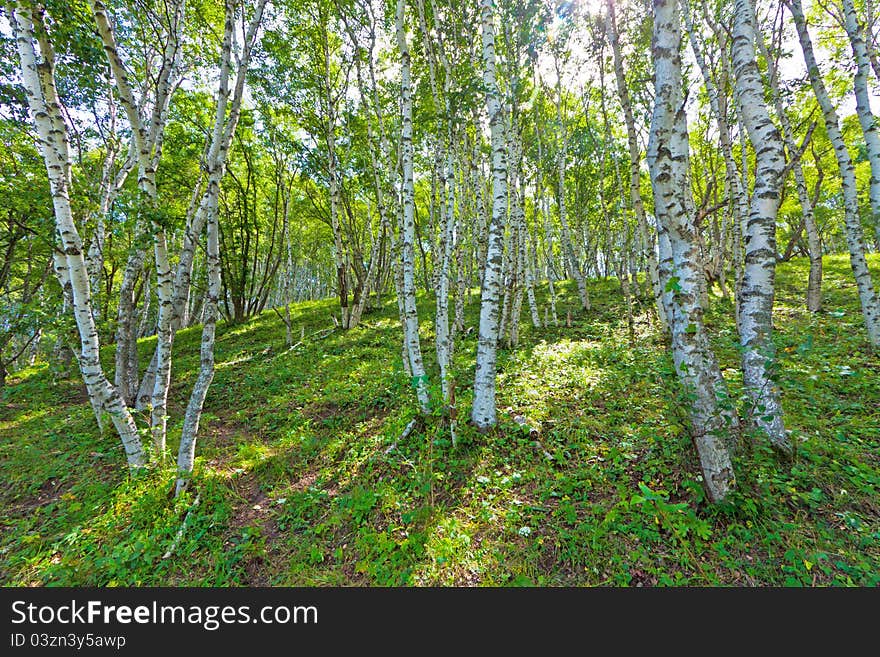 White Birch Forest Landscape