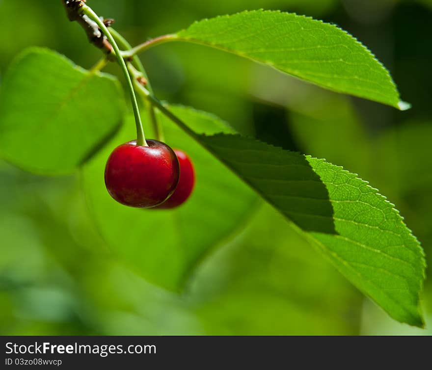 Red sweet cherry