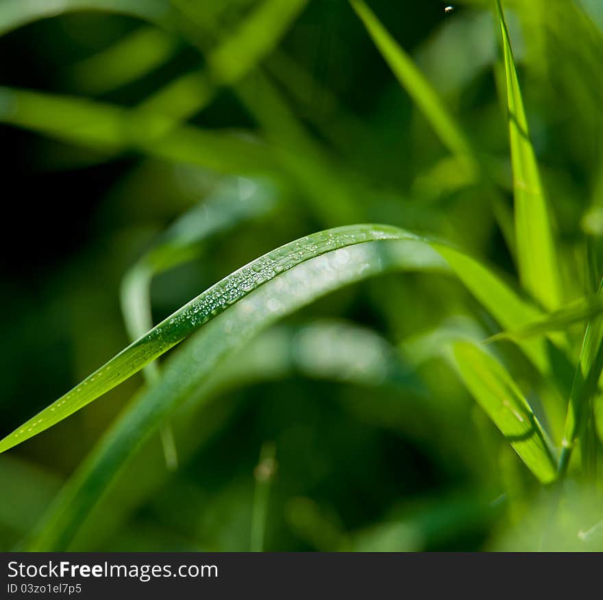 Green grass and dew