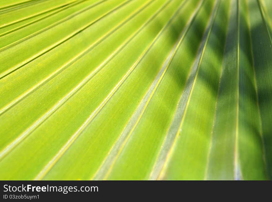 Close up shot of green palm leaf background