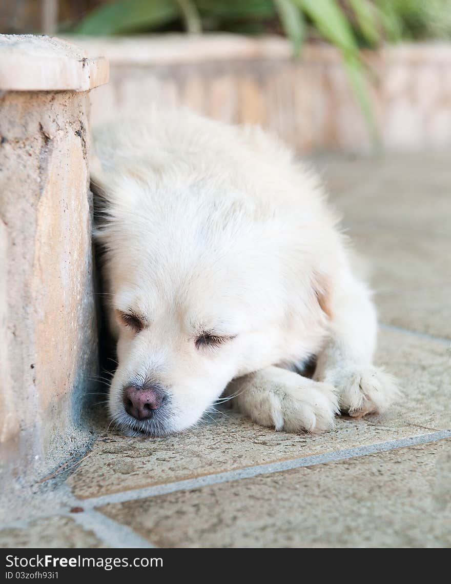 The dog sleeps on the nature of the day