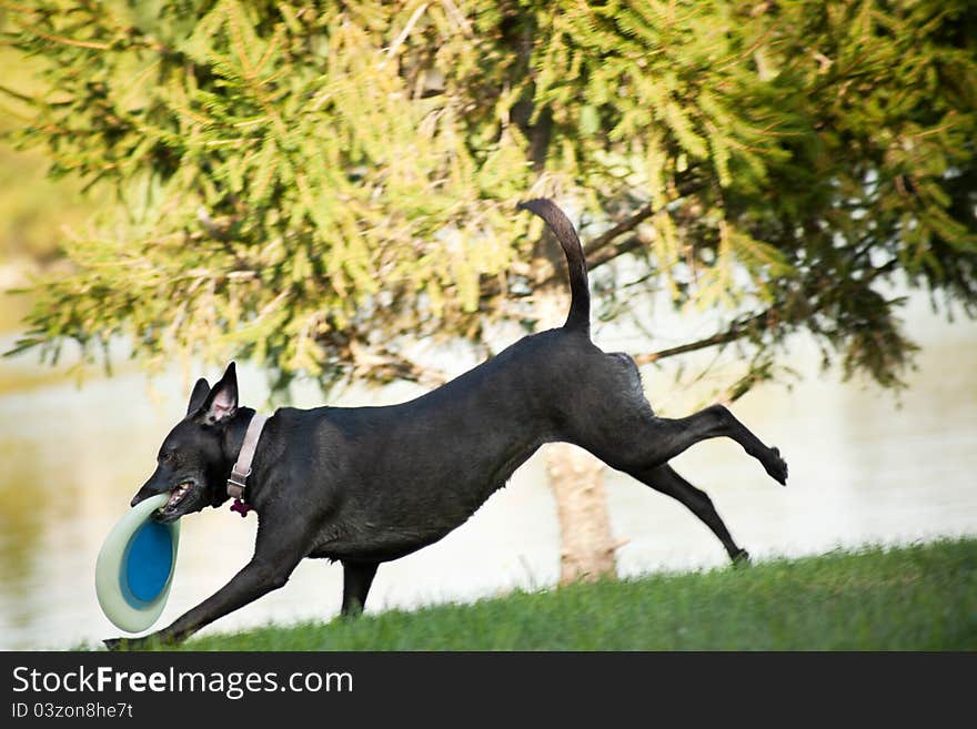 Dog running with frisbee