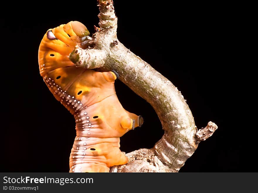 Caterpillar with twig on black background