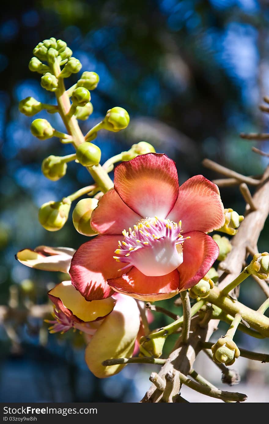 Salas flower blooming in nature. Salas flower blooming in nature