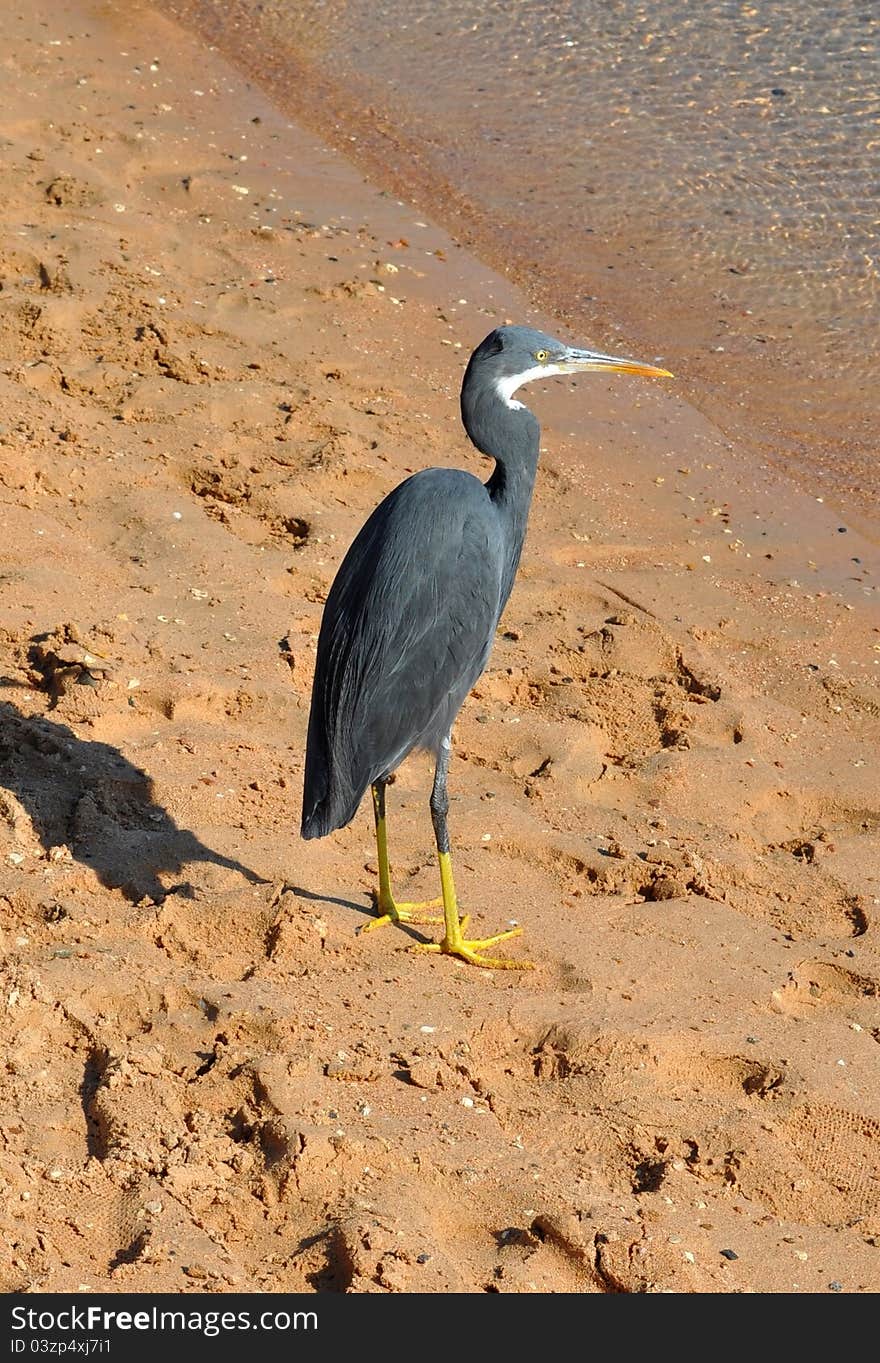 Reef heron, Egretta gularis