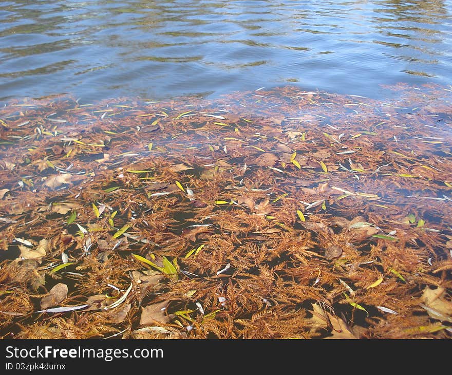 Autumn leaves on water