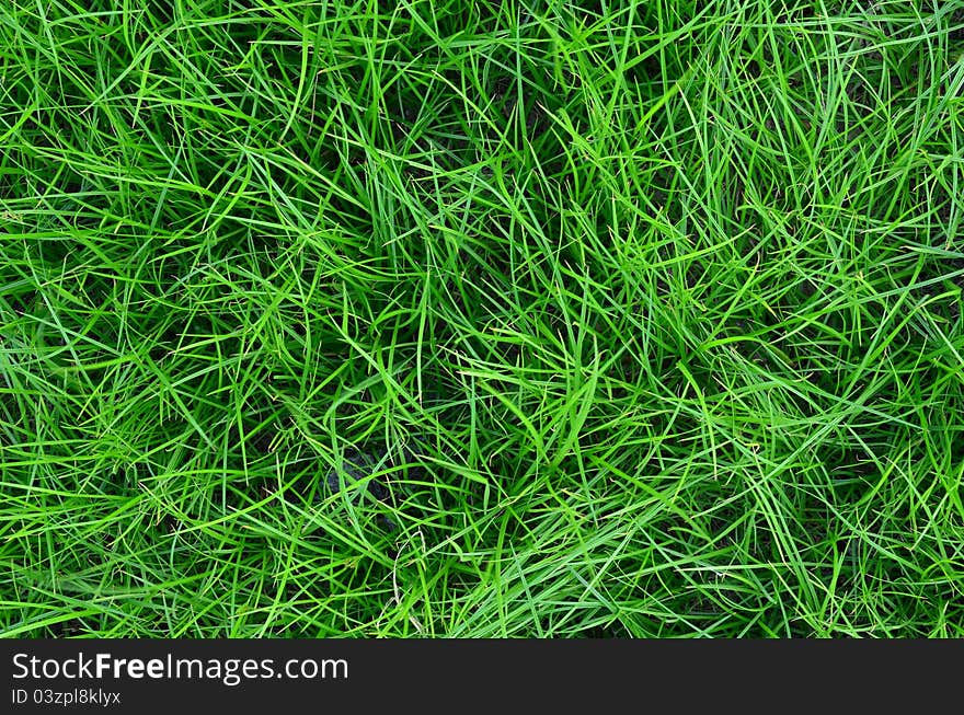 A field covered with fresh green grass, creating a nice texture. A field covered with fresh green grass, creating a nice texture