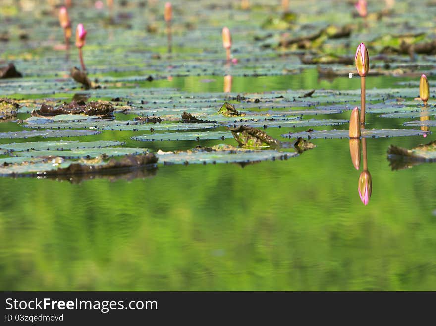 Water lilly flower in pond