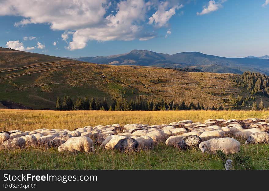 Summer Landscape In The Mountains