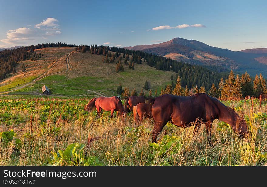 Summer landscape in the mountains