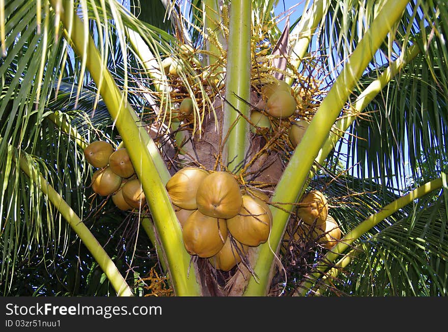 These exotic young coconuts are held high up on the mother tree. These exotic young coconuts are held high up on the mother tree.