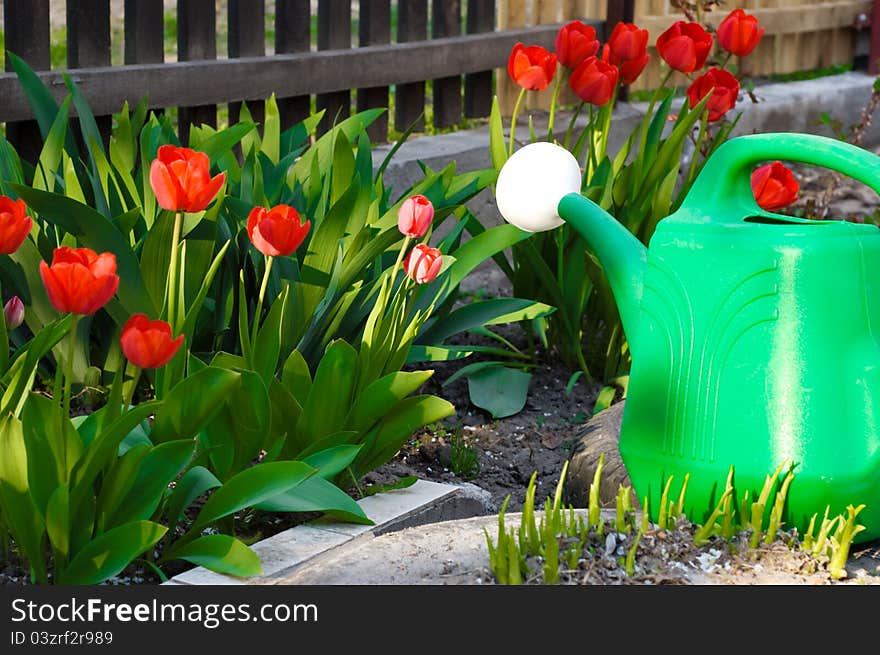 Watering Can Among Red Tulips