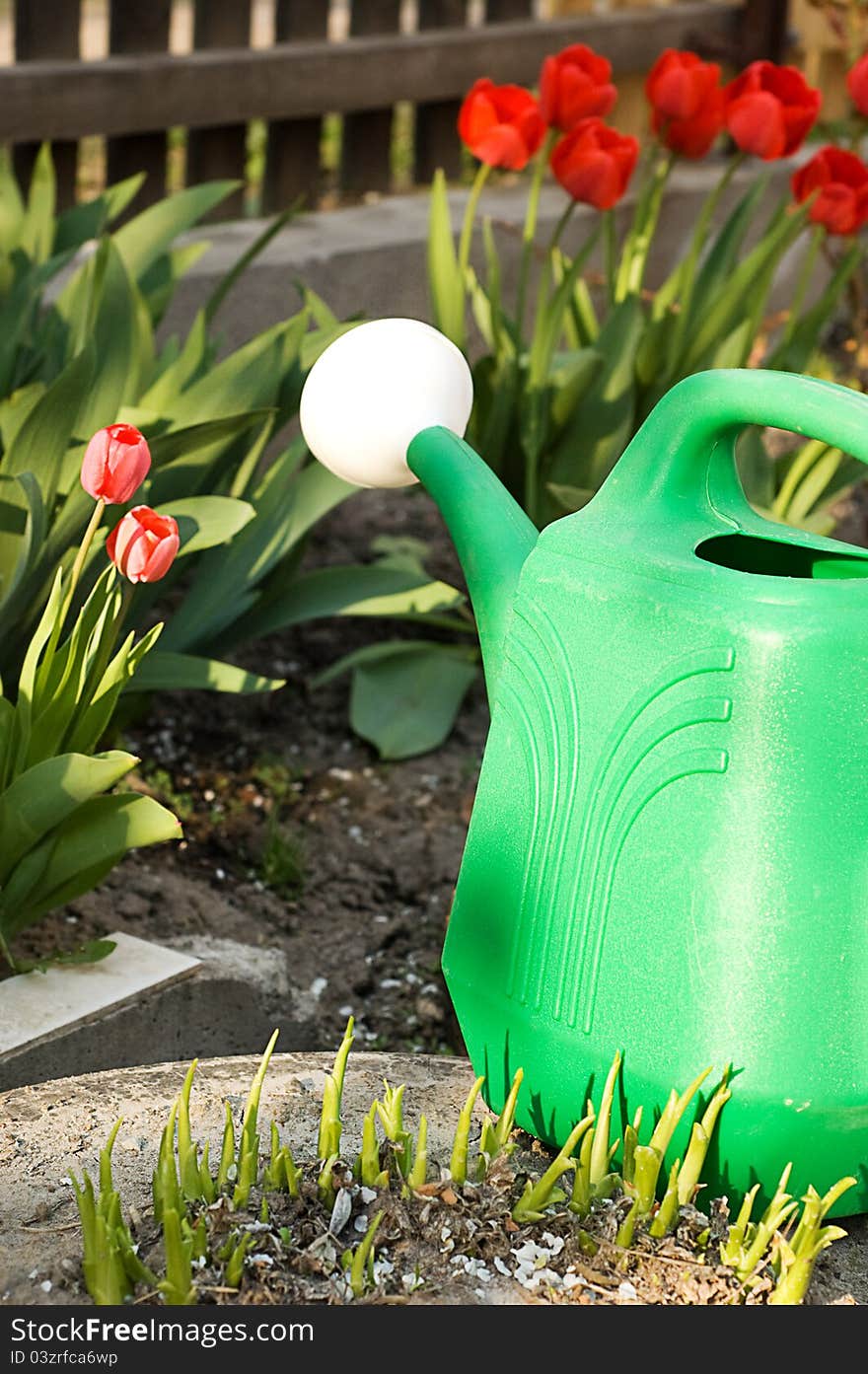 Watering can among red tulips in yard