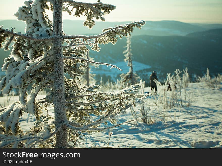 Mountain Landscape with a fur tree