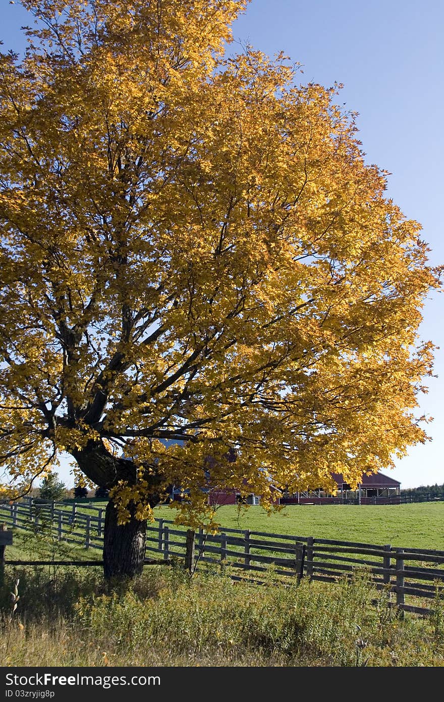 TRee in fall shows its colour in Ontario. TRee in fall shows its colour in Ontario