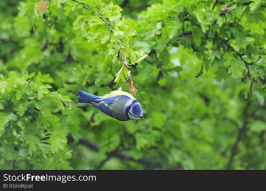 An acrobatic bluetit, hanging from a hawthorn twig, whilst searching for small insects and greenfly. An acrobatic bluetit, hanging from a hawthorn twig, whilst searching for small insects and greenfly