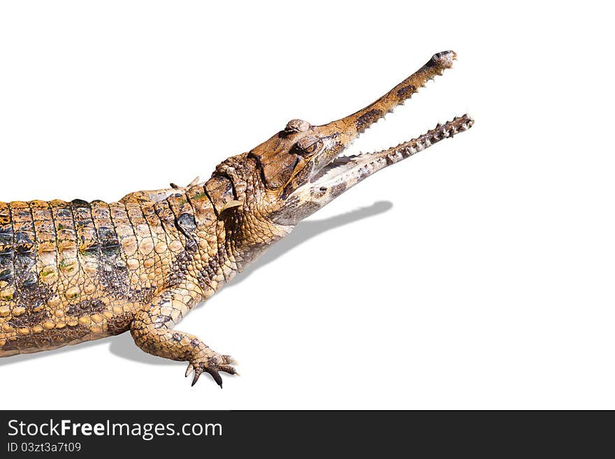 Closeup Crocodile On White Background