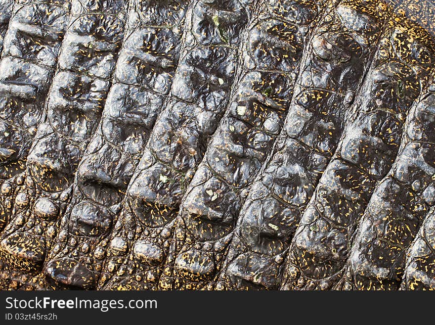 Crocodile skin closeup, useful for background or texture