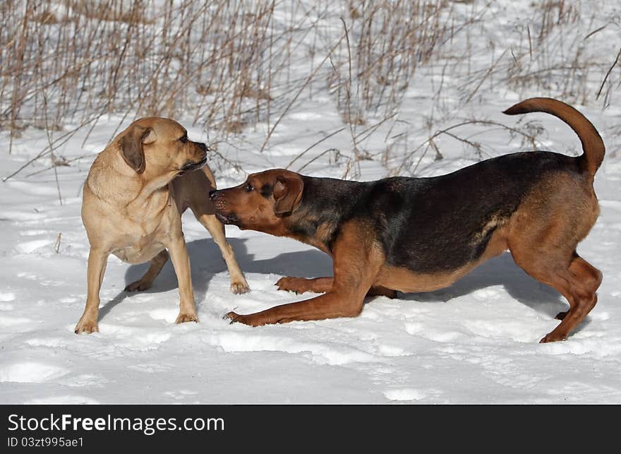 A Boxer shepherd mix gets in the playing pose with a Puggle. A Boxer shepherd mix gets in the playing pose with a Puggle.