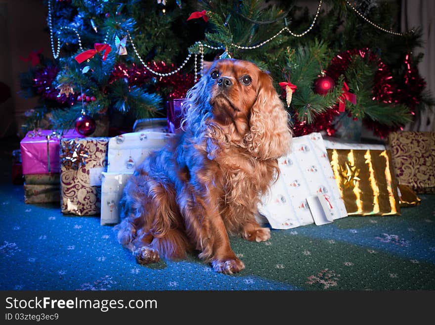 Cute Christmas dog in santa dress and tree with decorations and gifts on the background. Cute Christmas dog in santa dress and tree with decorations and gifts on the background