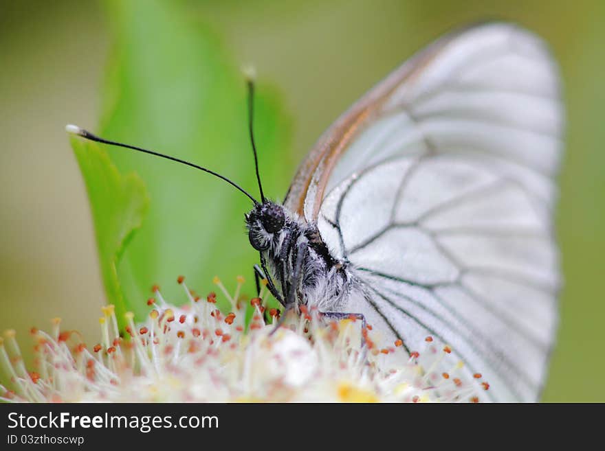 The butterfly sitting on a wild flower. A summer meadow. The butterfly sitting on a wild flower. A summer meadow.