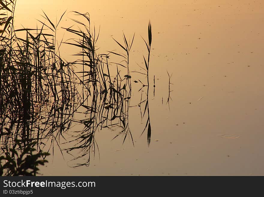 Cane. Sunrise. Reflection.