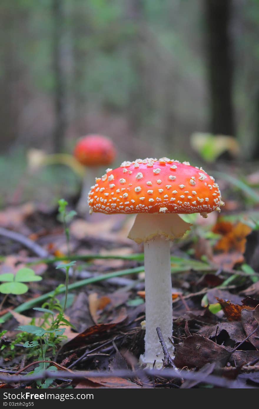 A fly agaric growing on the ground in summer wood. A fly agaric growing on the ground in summer wood.