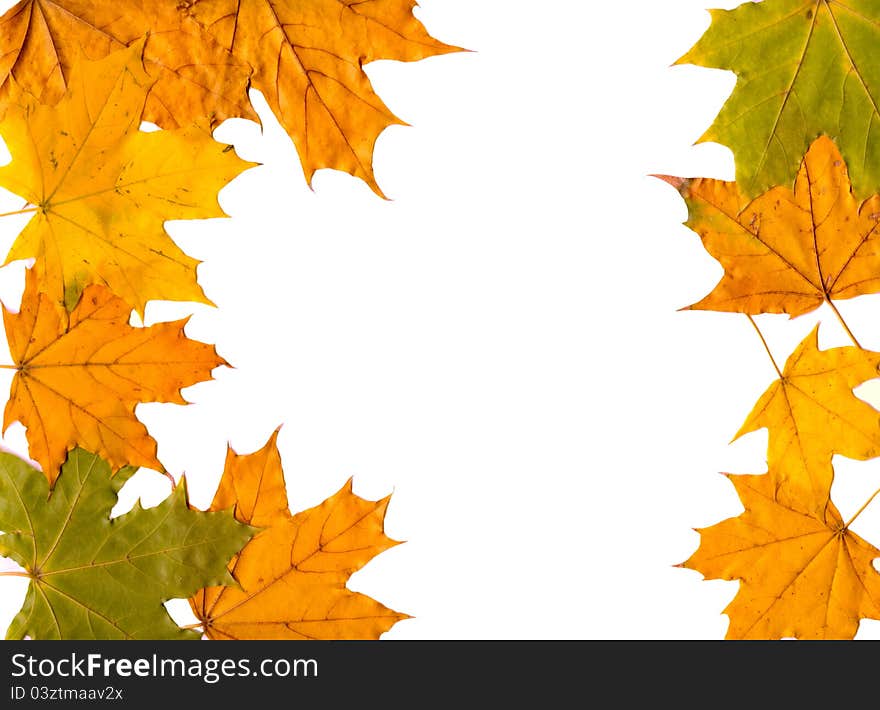 Autumn ywllow leafs as background. Autumn ywllow leafs as background