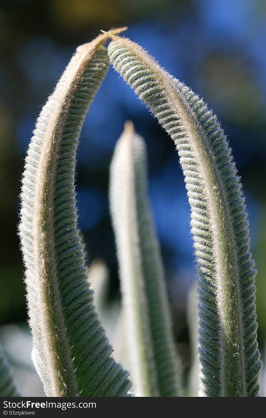 New leaves of cycad plant