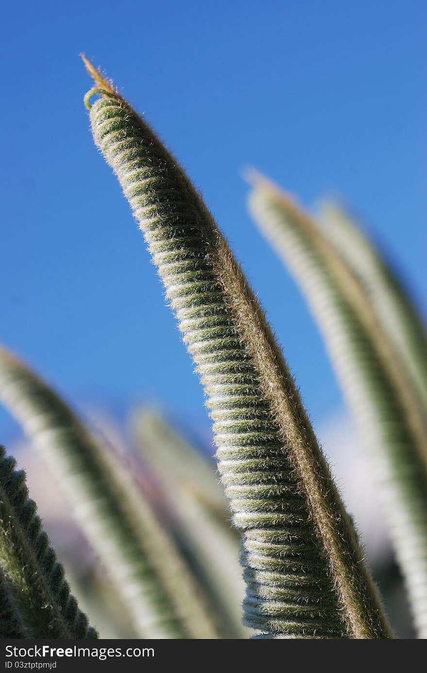 New leaves of cycad plant