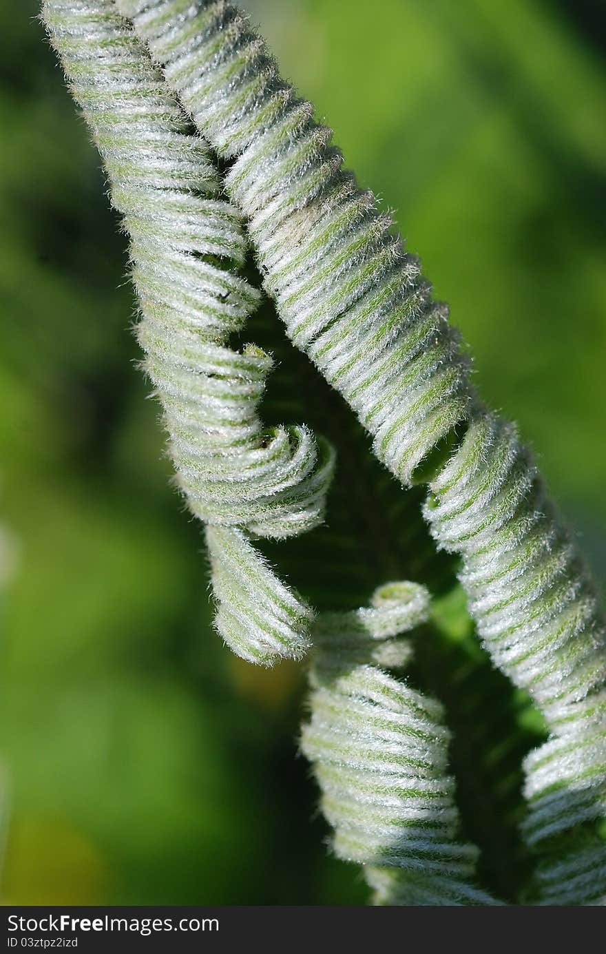 New Leaf Of Cycad Plant