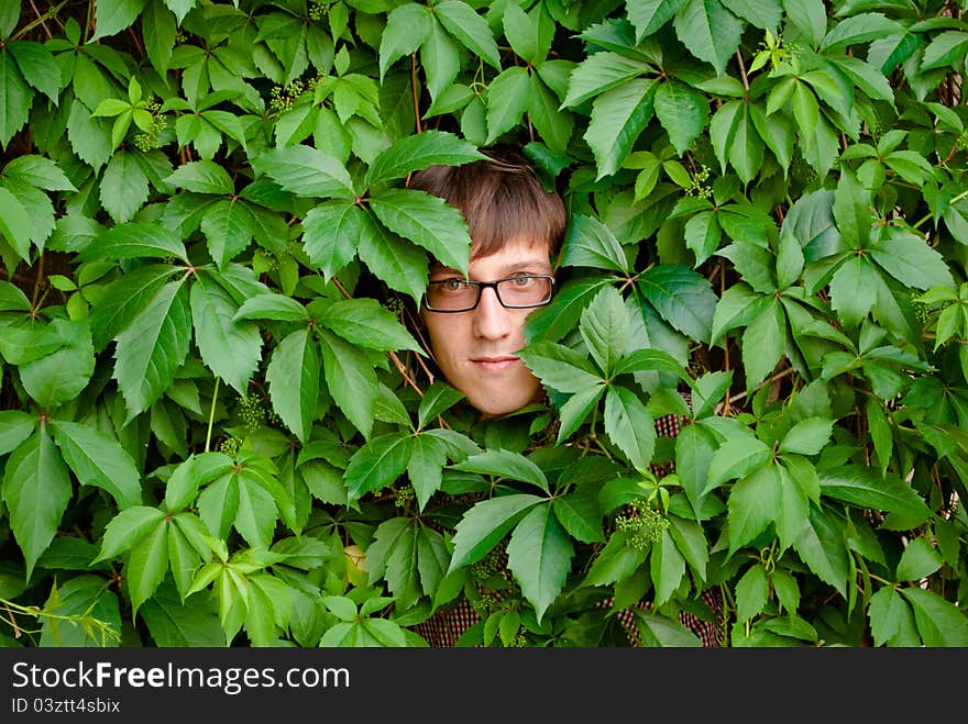 A young man among the thickets of ivy. A young man among the thickets of ivy.