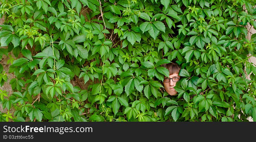 A young man among the thickets of ivy. A young man among the thickets of ivy.