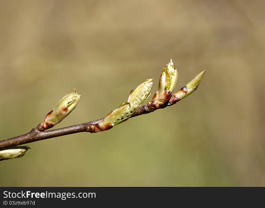 Young spring branch with buds against the blur forest background