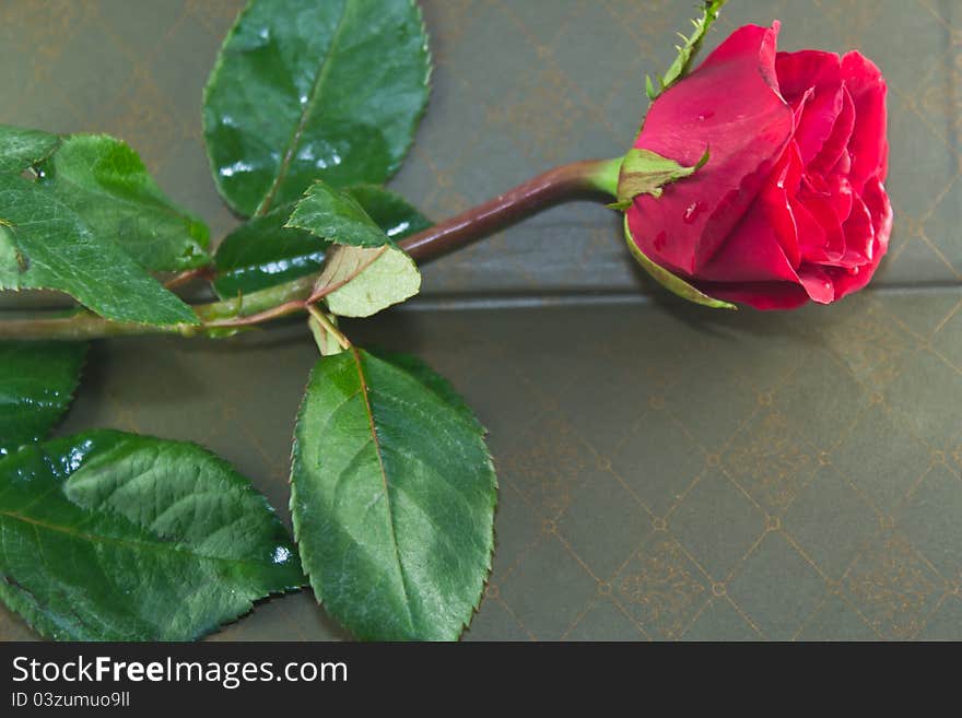 Beautiful rose on the background