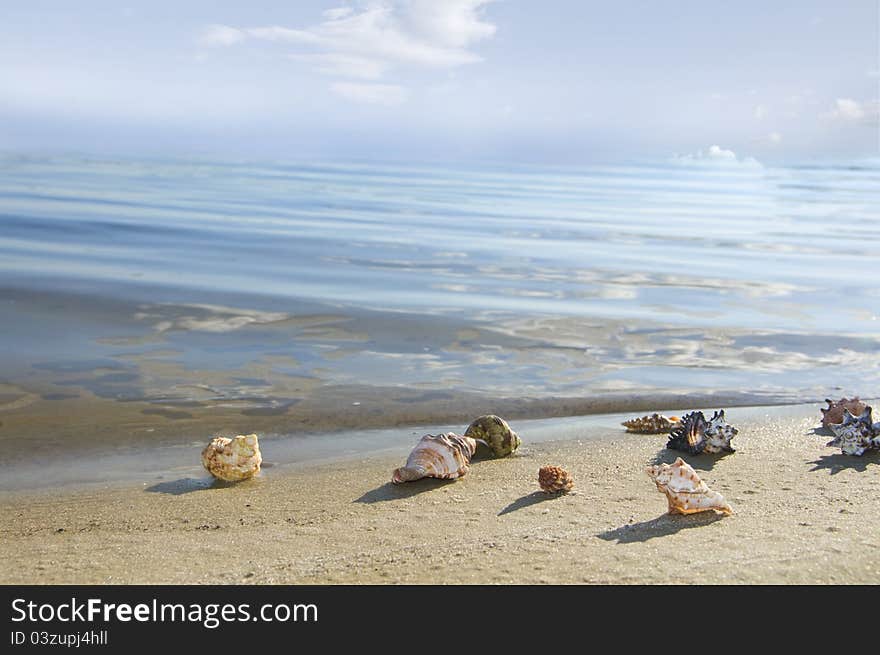 Cockleshells lie ashore sea