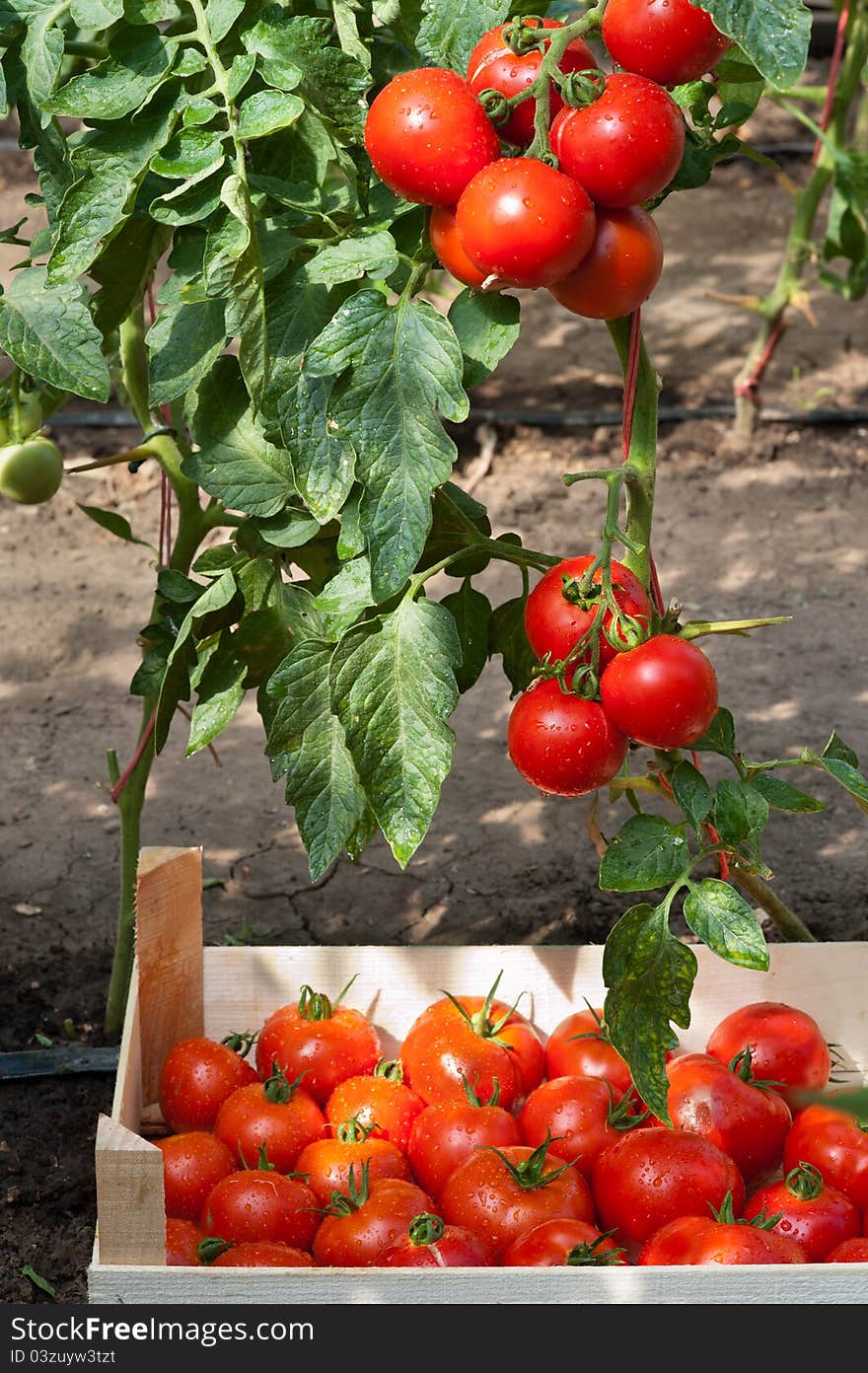 Ripe tomatoes ready for picking