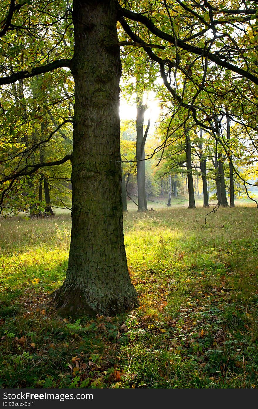 A tree on a grassy field. A tree on a grassy field