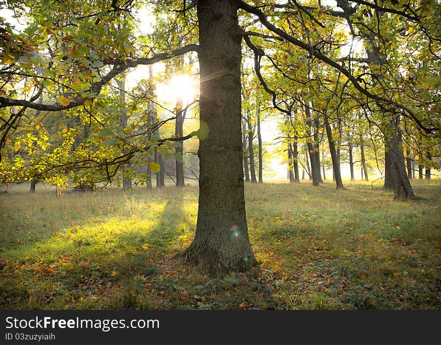 The sun is shining through some trees on a field. The sun is shining through some trees on a field