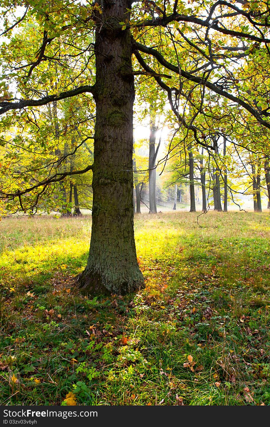 A tree standing on a field. A tree standing on a field