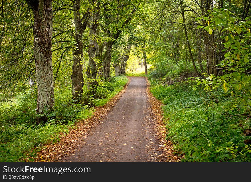 A gravel path in the middle of a forest. A gravel path in the middle of a forest