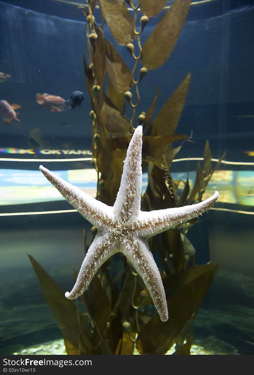 A white starfish in an aquarium