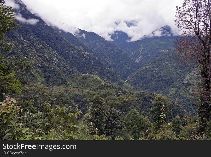 Rain forest covering mountains in Sikkim, India