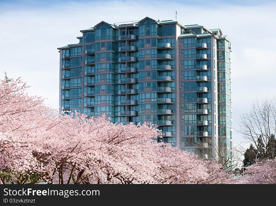 Cherry Blossoms and Modern Apartment