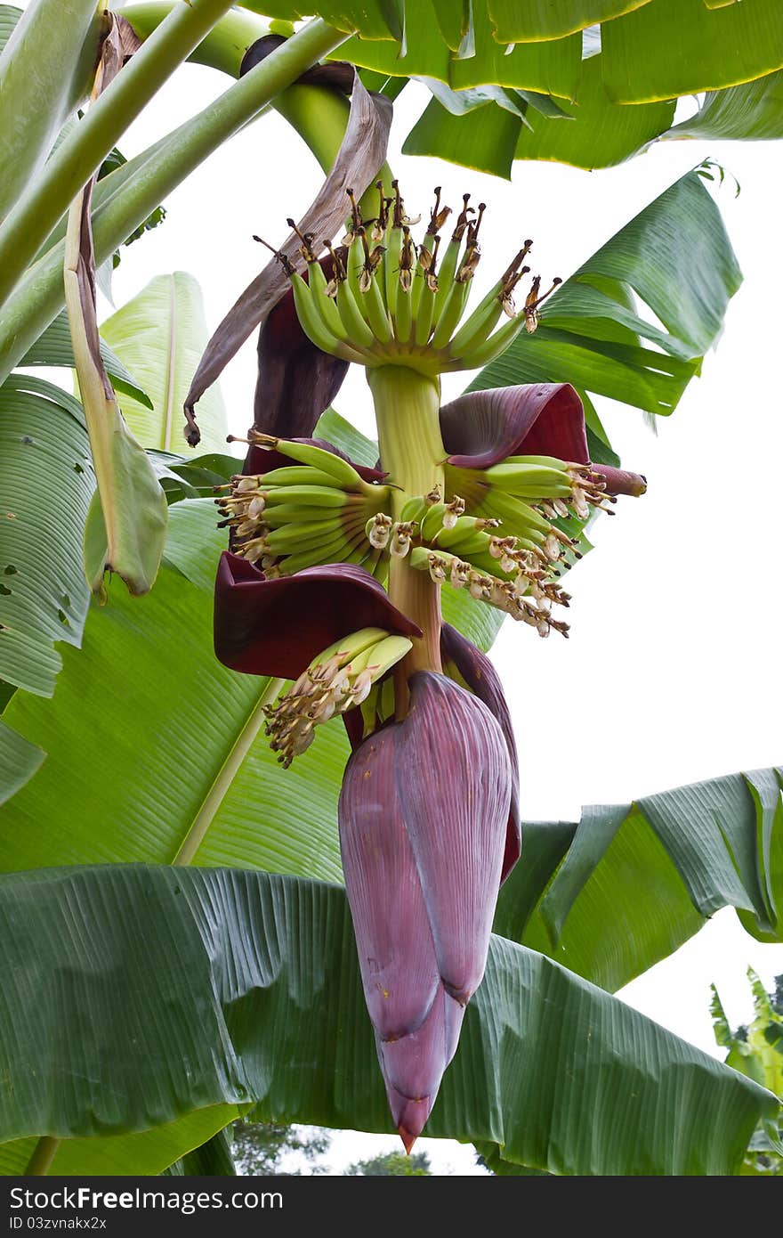 Bananas are beginning to grow. Bananas are beginning to grow.