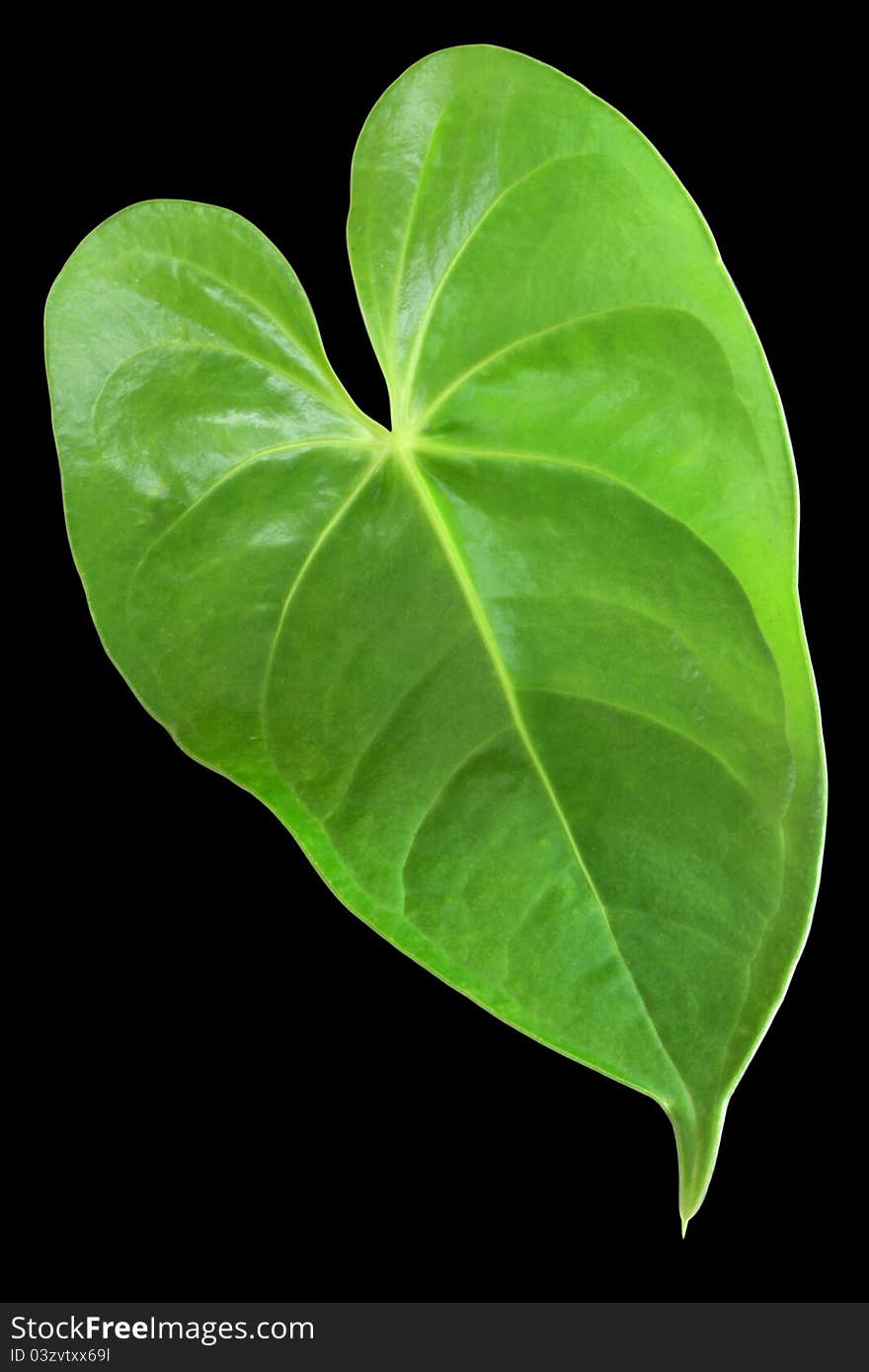 Green leaf with a shape of heart isolated on black background