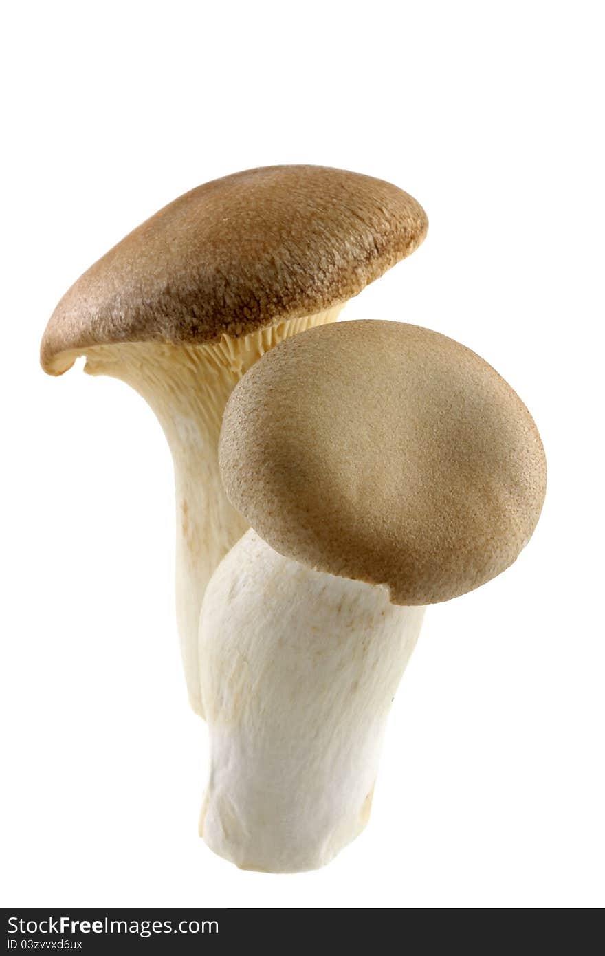 King Oyster mushrooms (King Trumpet / French horn / Pleurotus Eryngii / Eringi) on White Background