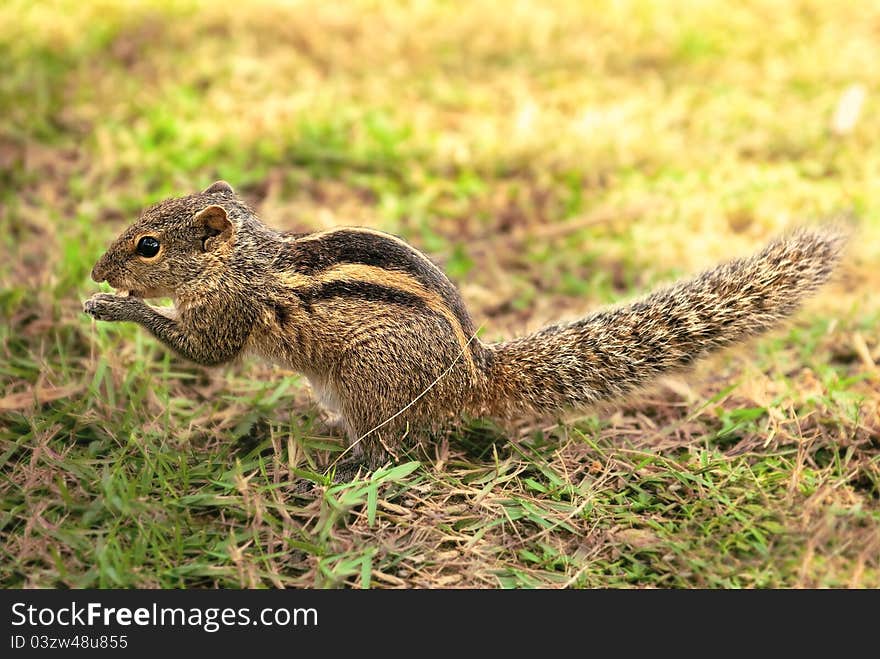 Closeup Of A Little Female Chipmunk